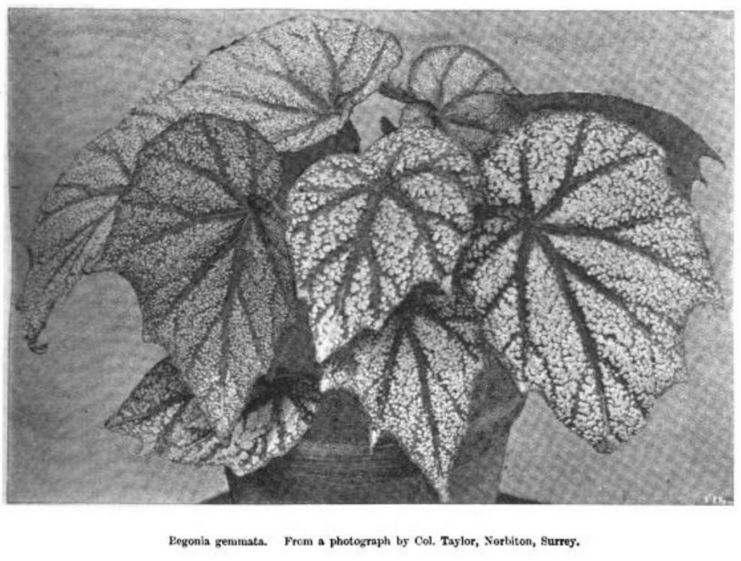 B. ‘Gemmata’